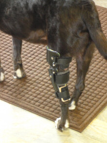 Orthopedic Brace on dog