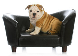 English Bulldog Couch Potato