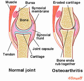 Dog with osteoarthritis