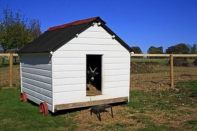 Pygmy Goat Shed