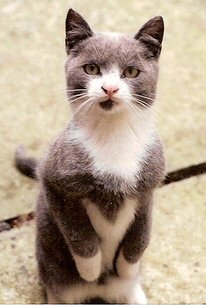 Trained cat standing on hind legs