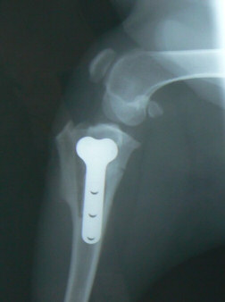 Triple Tibial Osteotomy on Dog