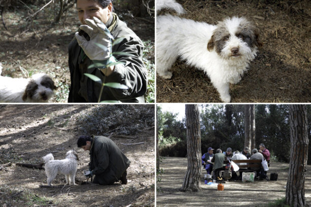 Truffle Hunting in Tuscany's Maremma