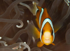 clown fish