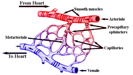 Arteries, venule, capillaries, arteriole, metarteriole