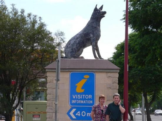 Big Blue Heeler Muswellbrook, Australia