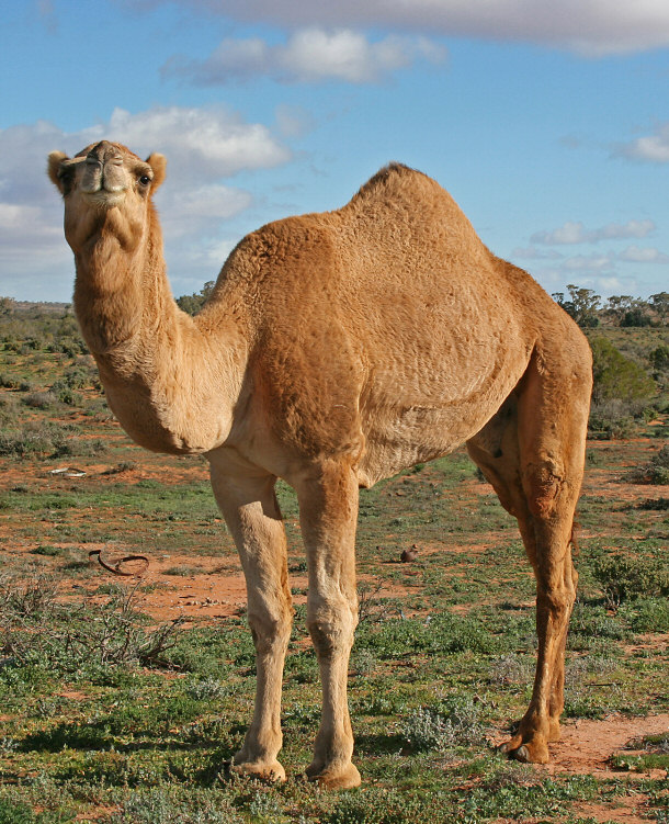 Australian Feral Camel