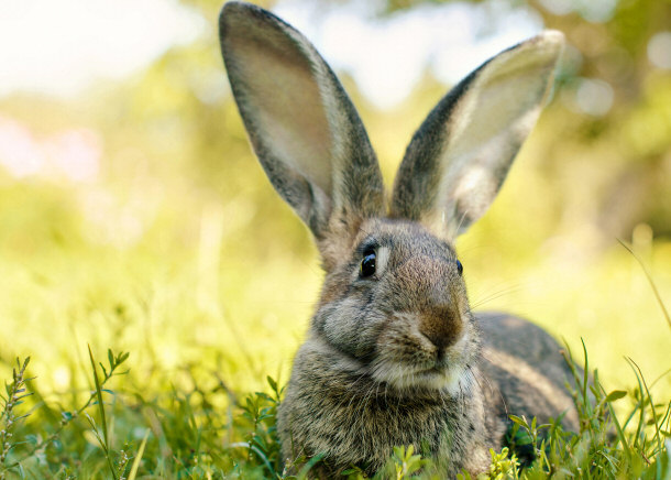 australia rabbits