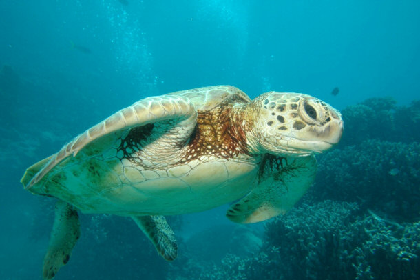 Green Sea Turtle