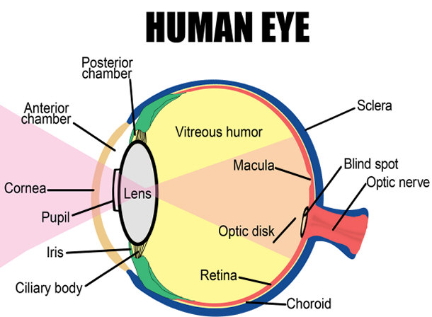 Top 15 Amazing Facts About Your Eyes