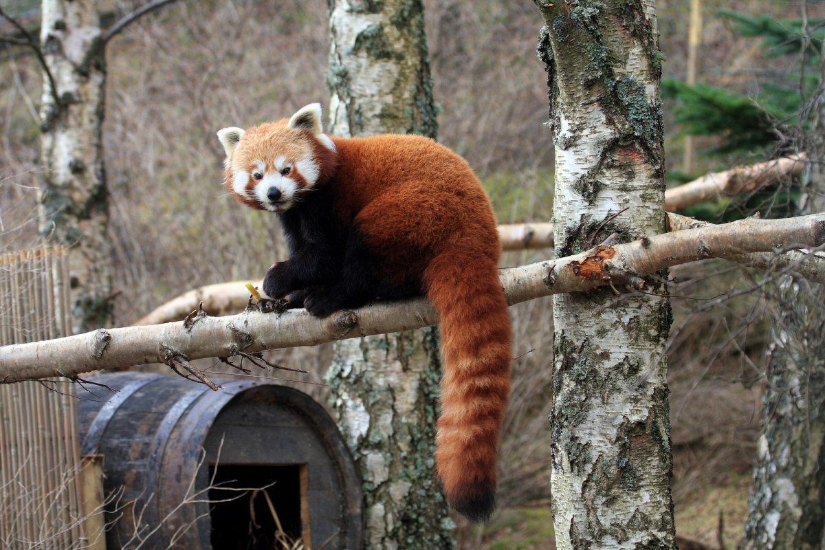 Красная панда шифу. Красная Панда мастер Шифу. Малая Панда Шифу. Хвост панды. Красная малая Панда Шифу.